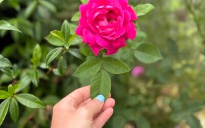 From His Garden to Mine